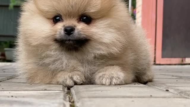 Nice puppy😍😍🥰
