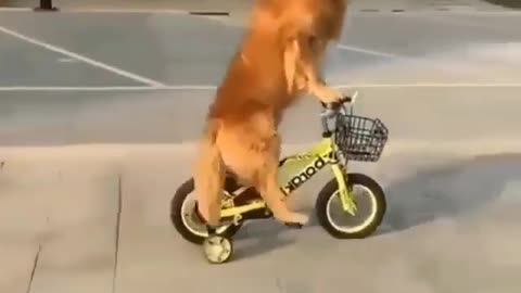 DOG WALKING BICYCLE TRY NOT TO LOVE