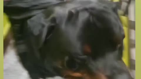 Rottweiler