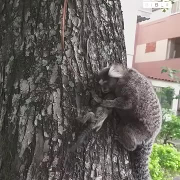 Rescuing and reuniting a baby lion tamarin with its mum