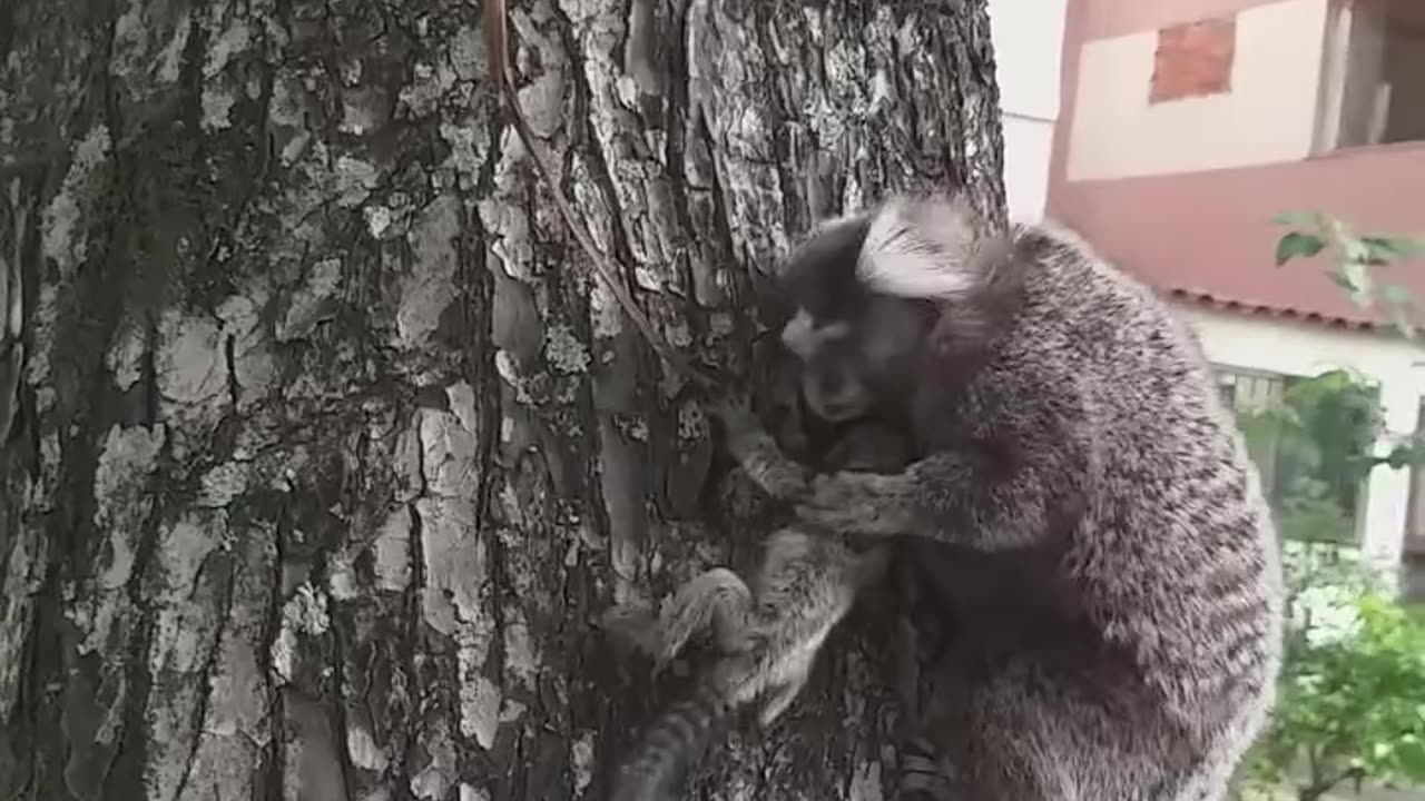 Rescuing and reuniting a baby lion tamarin with its mum