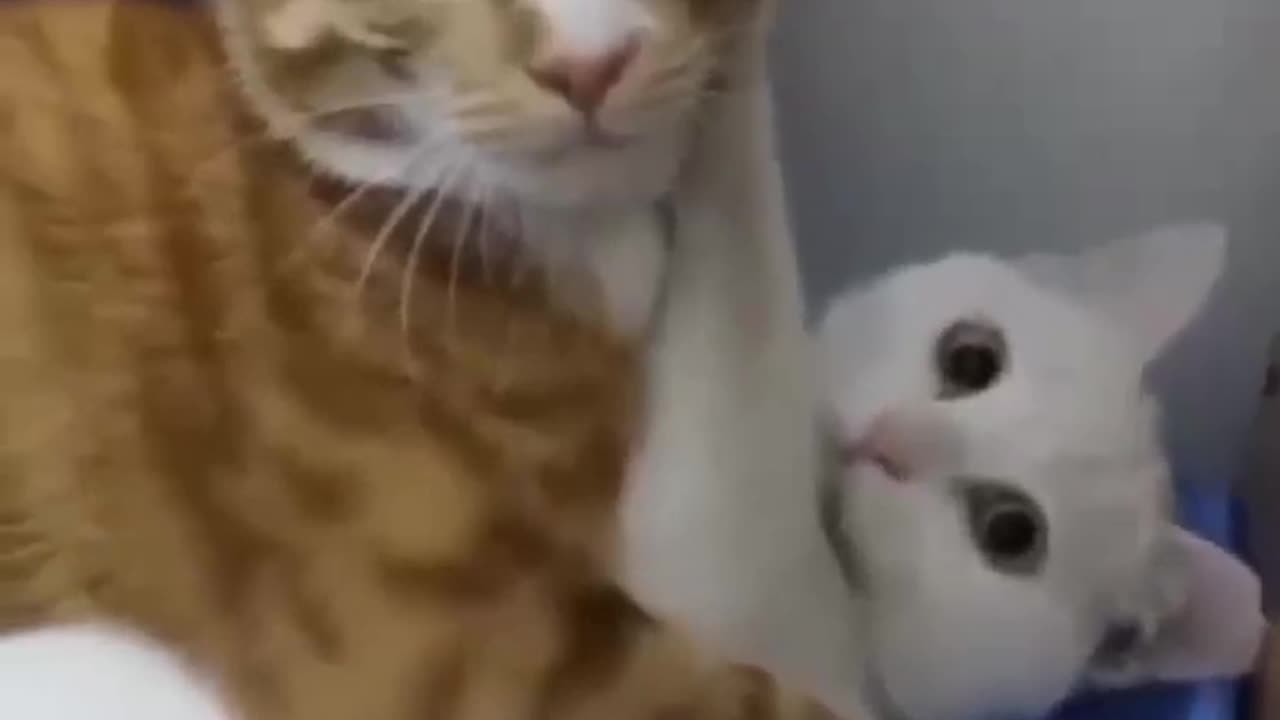 busted cat