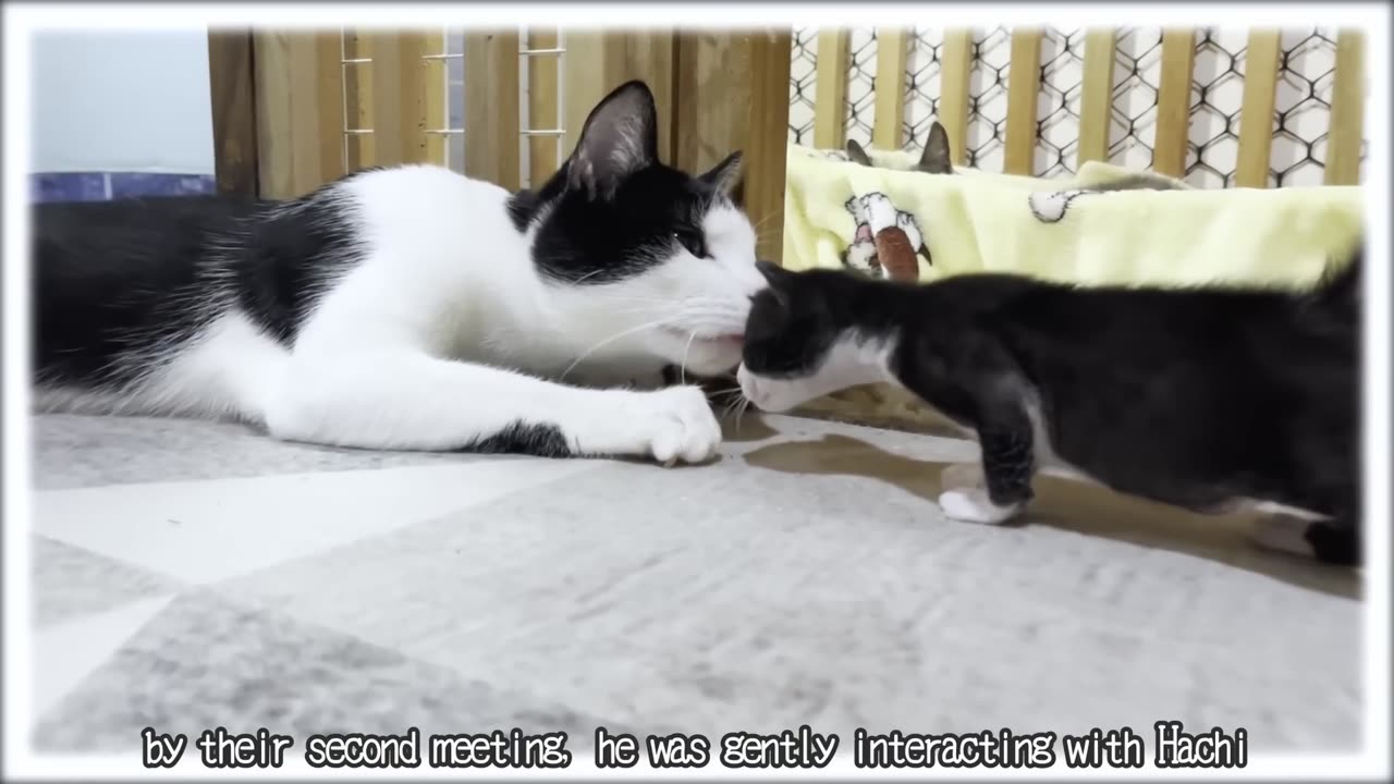 The first meeting between a tiny kitten and miracle older cat was filled with kindness and love