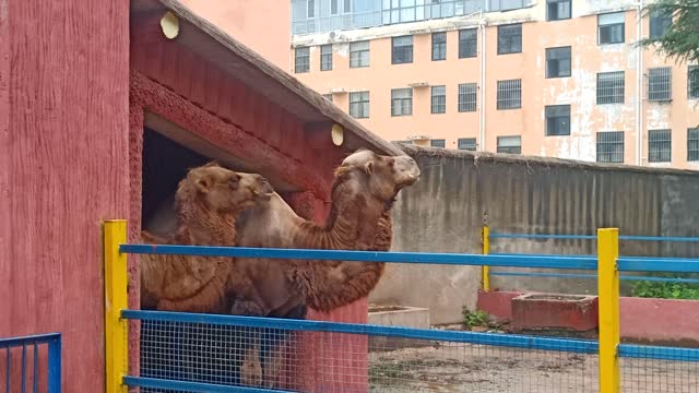 The camel's feet, well adapted for dry sand, are useless on mud.