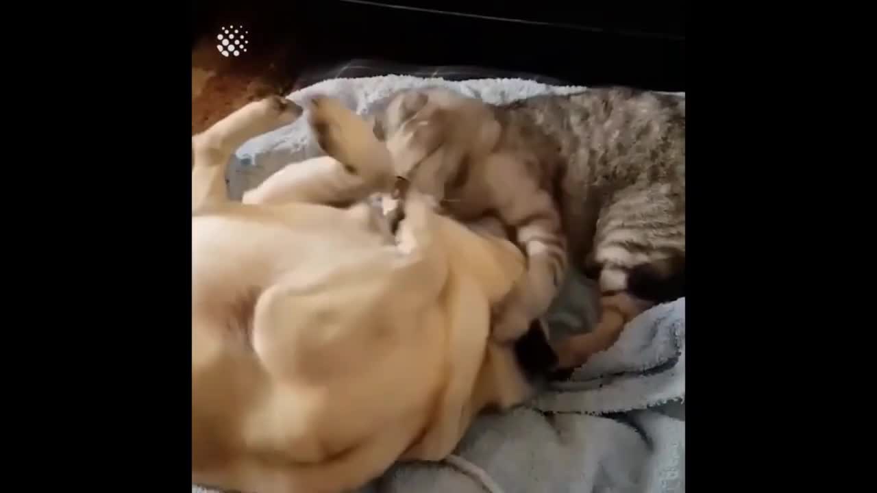 cat vs dog funniest fights !!! very funny pets video