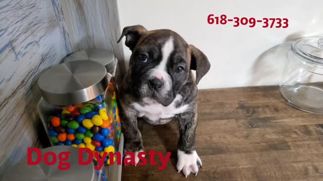 Female Olde English Bulldogge Perfect