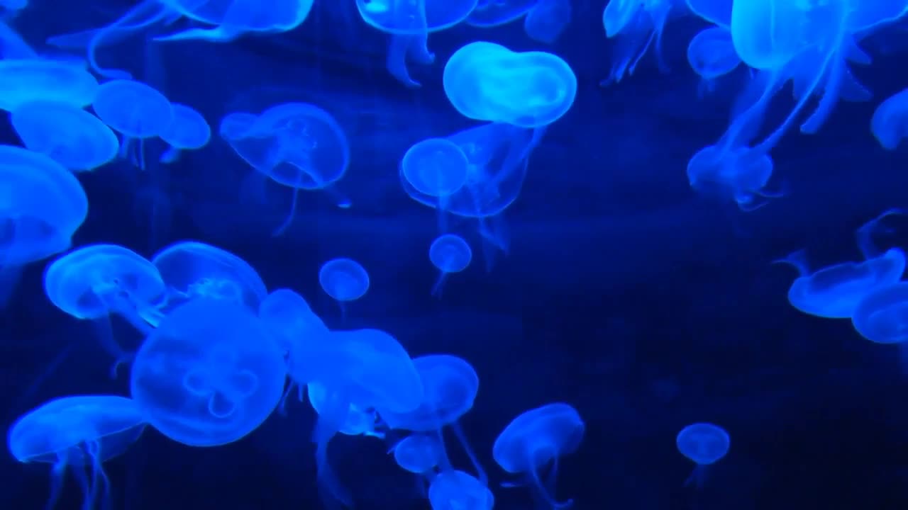 Jellyfish mesmerizing video