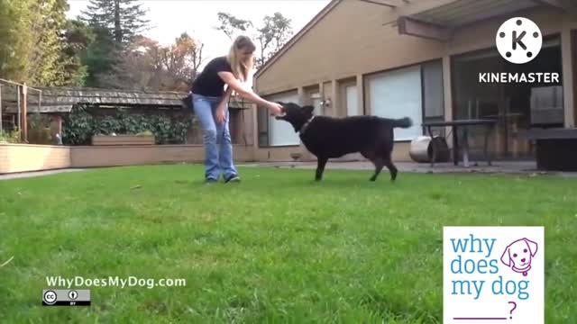 Example of Extinction Dog Training Method