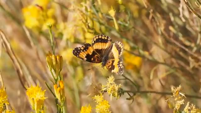 A beautiful butterfly blooms from a blossom