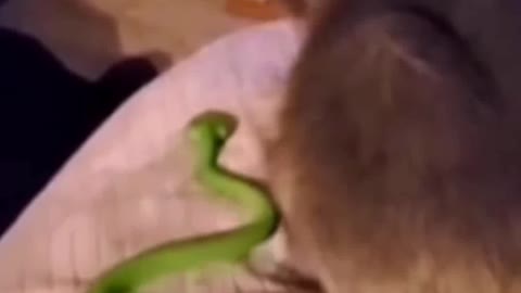 Funniest Cat And Dogs -- Funny Animal Videos 2022