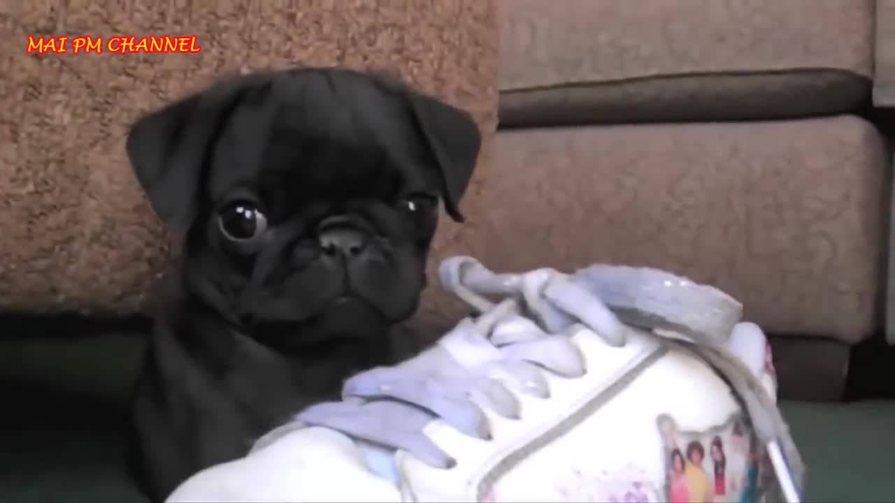 41 Funny And Cute Pug Videos CompilationFunny Dog Videos