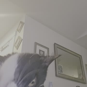 He dose this when i scratch his back