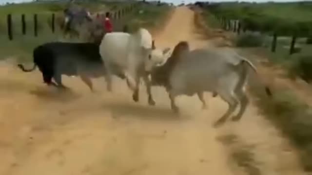 A very dangerous bullfight #bull #fight #animals #attack #dangerous