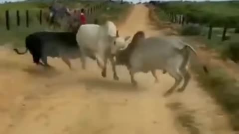 A very dangerous bullfight #bull #fight #animals #attack #dangerous