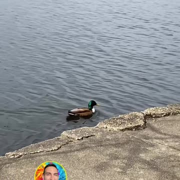 NOT QUITE DAFFY! 🦆