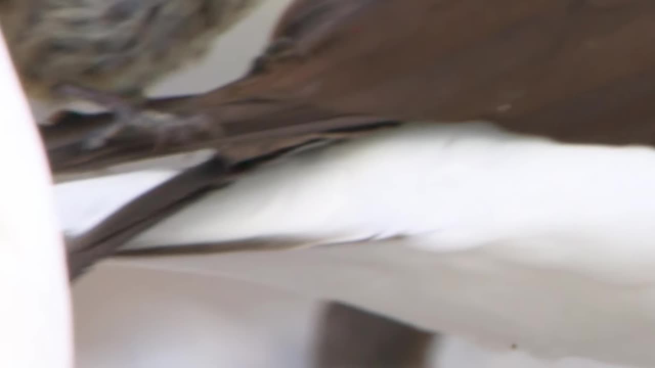 Blood Drinking Finches