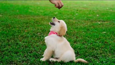 Cute Puppy Playing Video