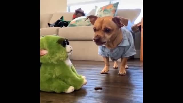 dog scared by a disguised cat