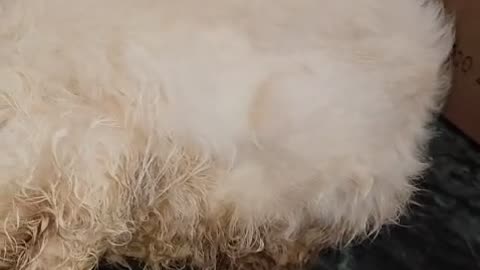 Persian Cat with eye Injury #doglover #rescuestraydogs #cat #animals #instastrays