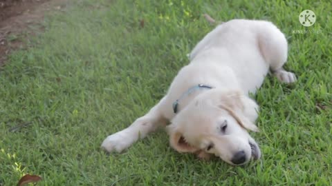 New Cute Puppy Dogs Looking