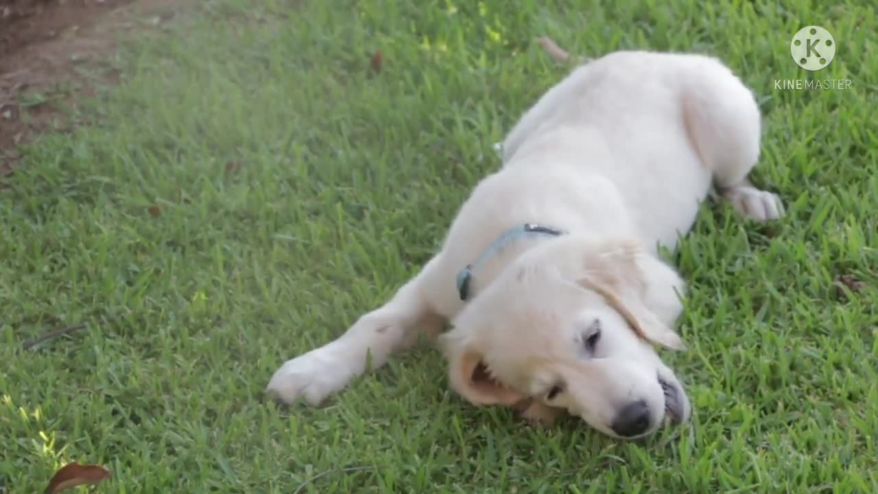 New Cute Puppy Dogs Looking