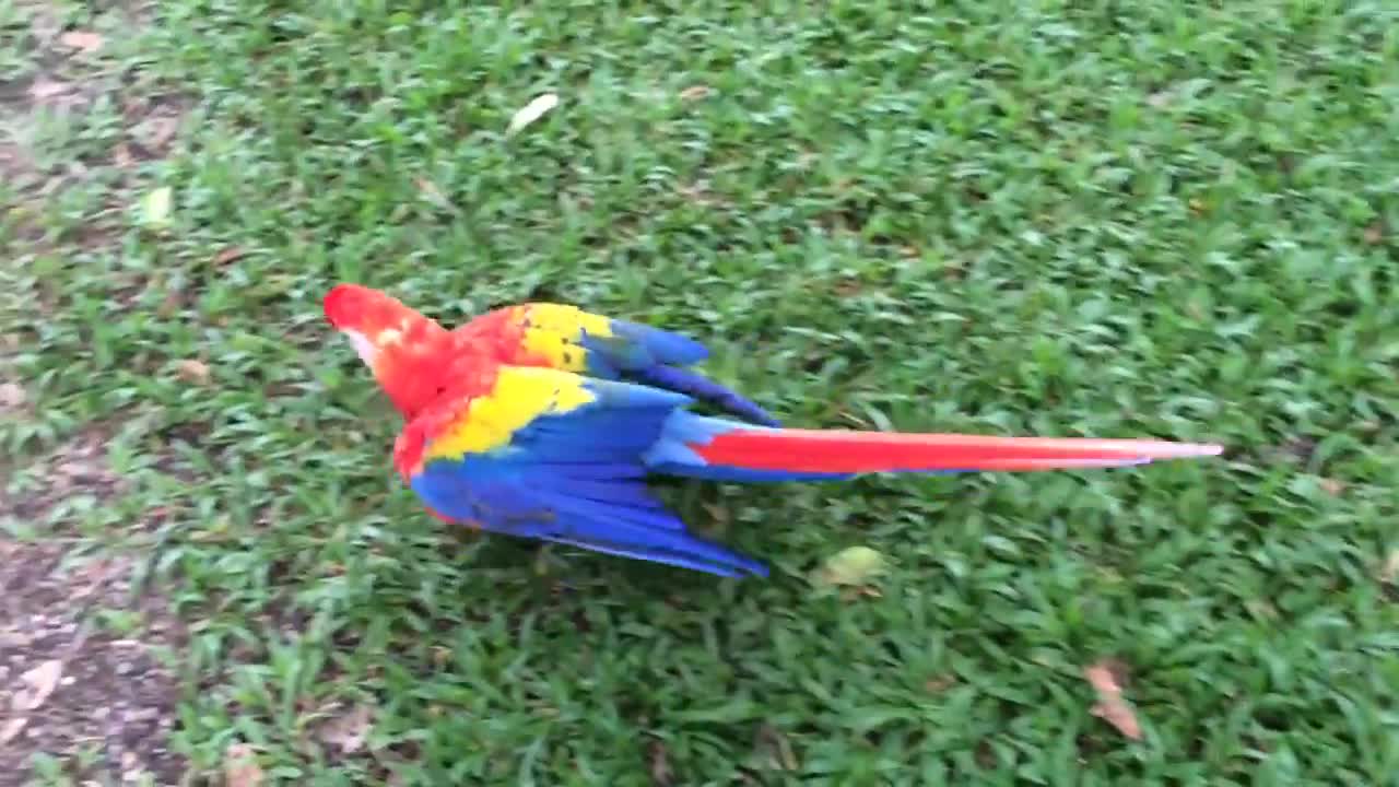 PARROT LOVES TO WALK 😅😂