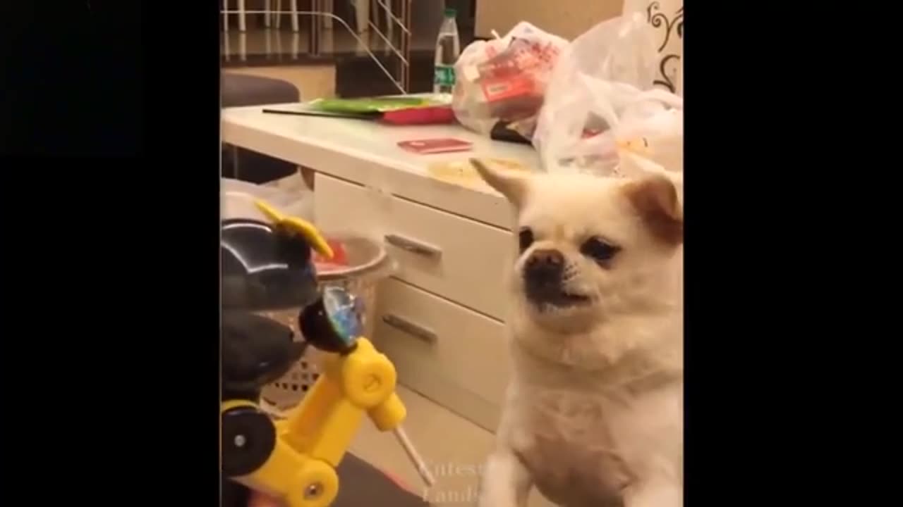 Funny Pet Video