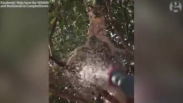 Heat-stressed koalas hosed down in Australia