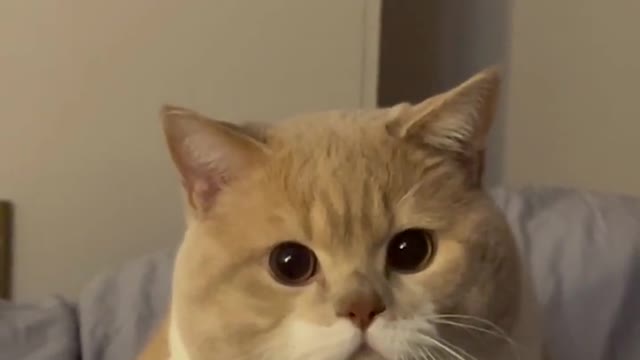 FunnyCatsToday,Funny Cat You Might Never See Before, part19