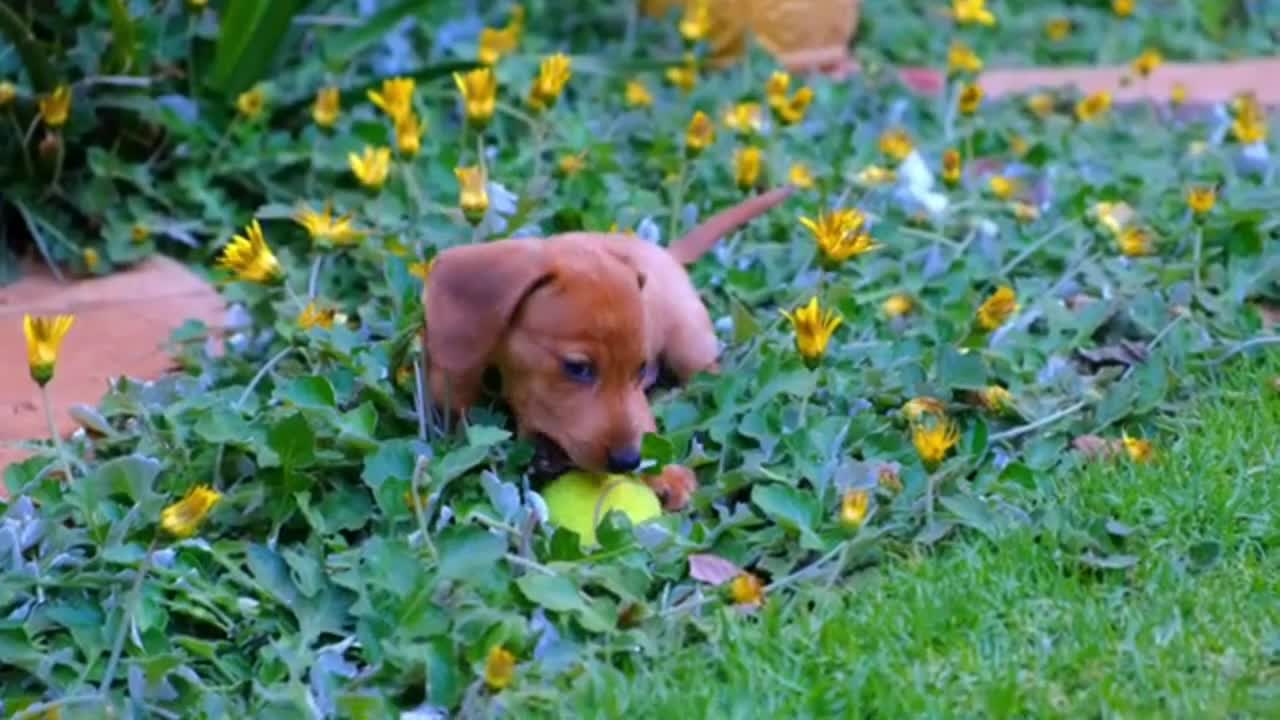 Cute baby dog fanny video