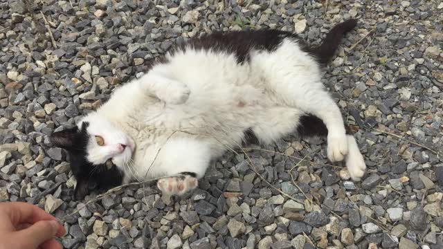 Playing with a street cat