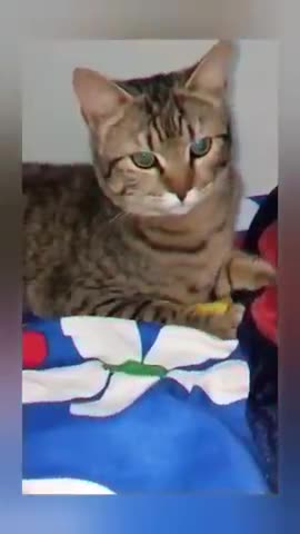 Beautiful so cut cats