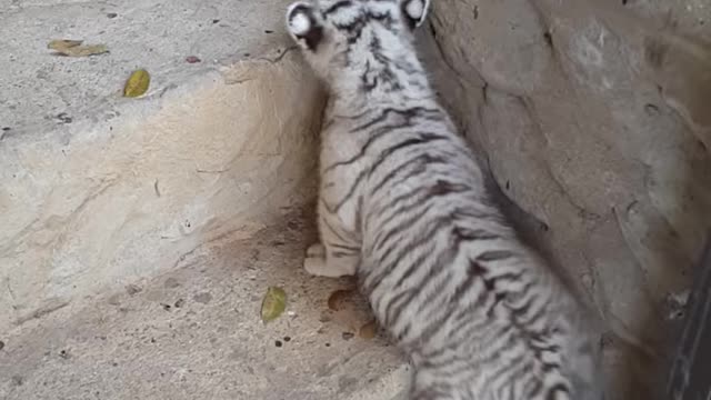 female tiger cub trying to climb stair for first time.