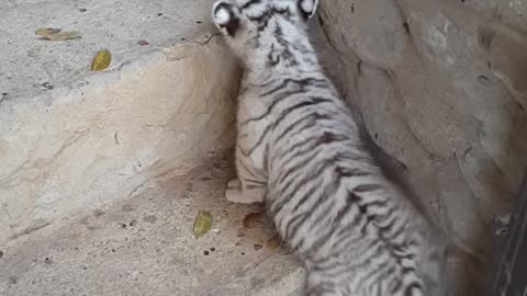 female tiger cub trying to climb stair for first time.