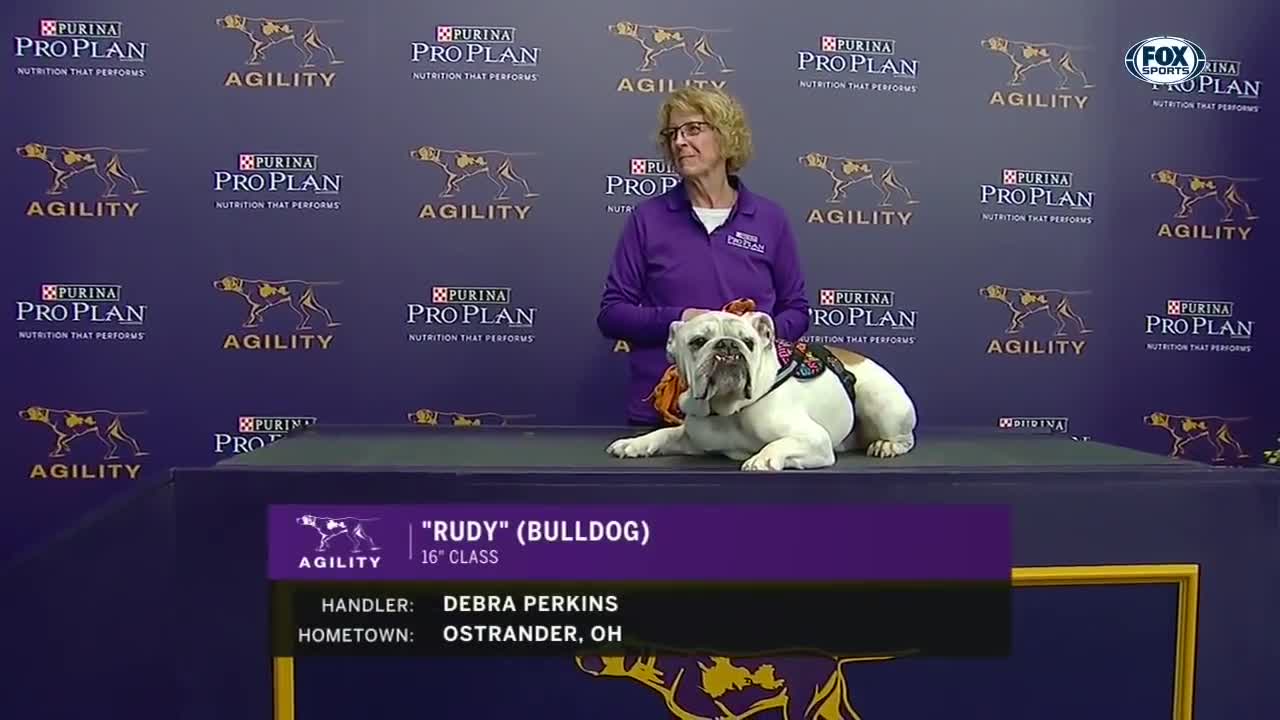 Watch Rudy the Bulldog crush the 2019 WKC Masters Agility.