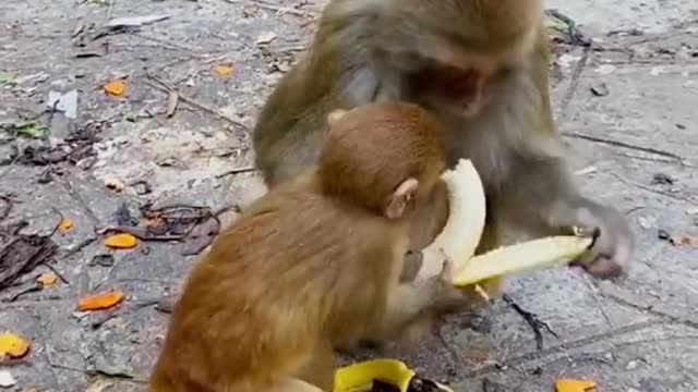 Monkeys eating bananas