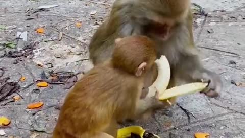 Monkeys eating bananas