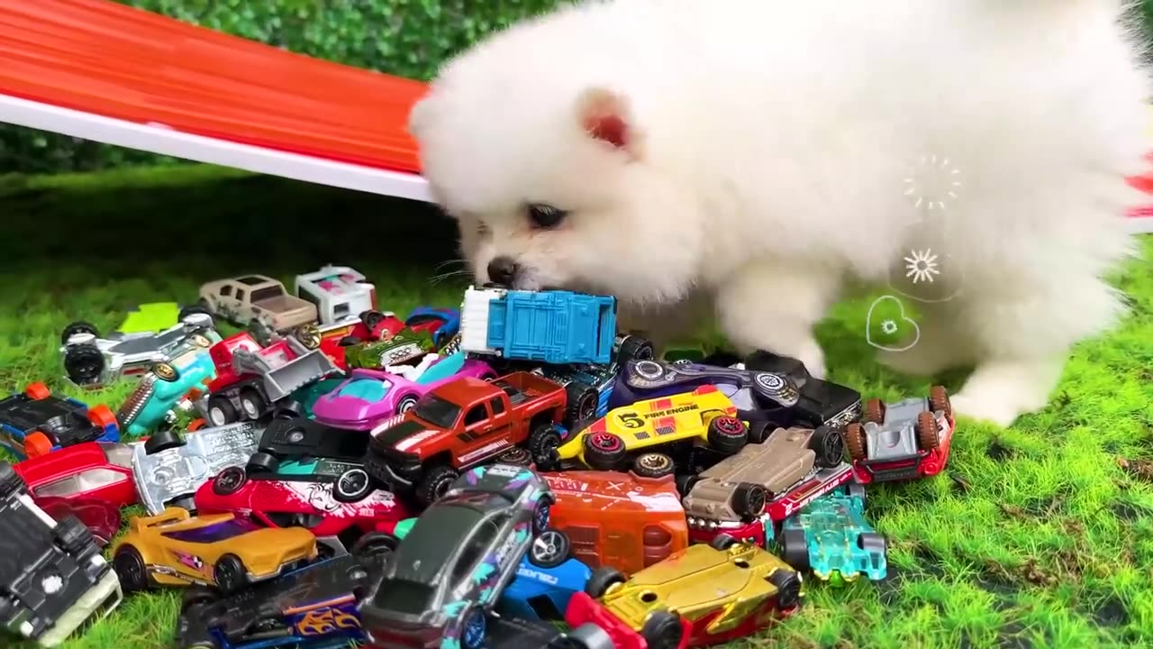 Monkey Baby Bon Bon drives a car and plays with puppy and duckling by the track