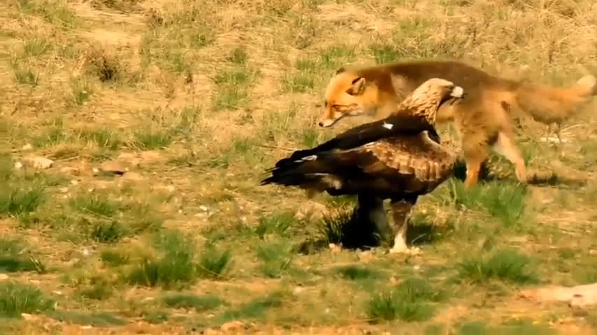 King Eagle Hunting Fox In The Snow- Wild Animal Fights