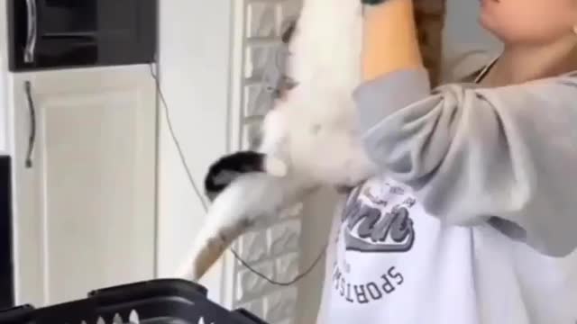 Fluffy goes to the Vet! Love cats? Like & Share