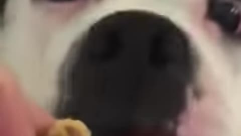Funny animal