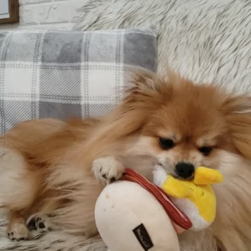 Ambitious pomeranian tears apart his eggs benedict