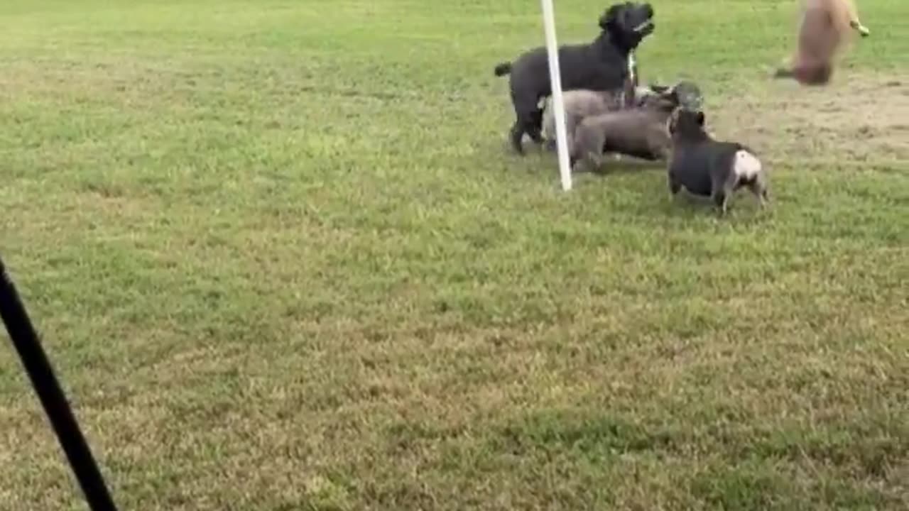 This is what happiness looks like..🐕🐾😅