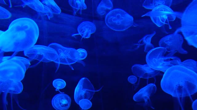 Jellyfish Tank Water Life Marine Blue Aquarium New 2021