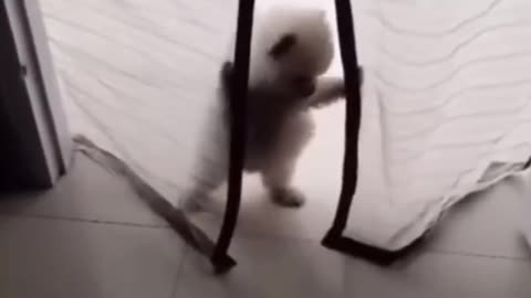 funny animals video