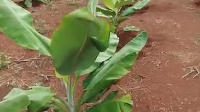 Beautiful Banana Garden