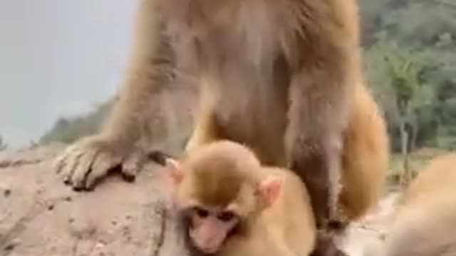 monkey 🐒 short funny video