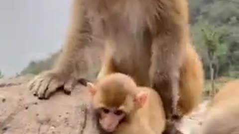 monkey 🐒 short funny video