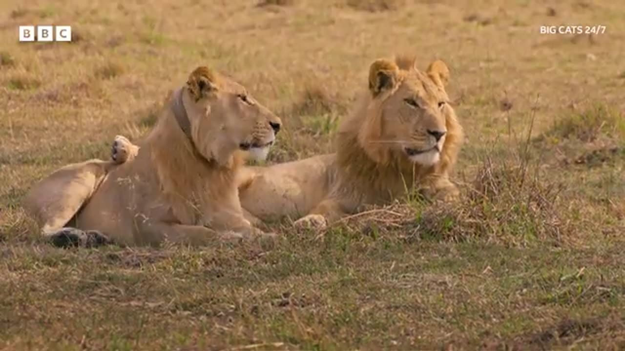 Young lions enjoy playtime - BBC