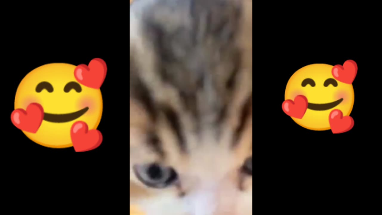 Cat video , nice cat video